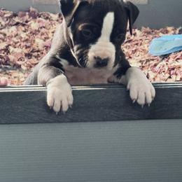 Red collar - Black male American Staffordshire Terrier puppy in Cloverdale, Indiana from Woodshire American Staffordshire Terrier’s