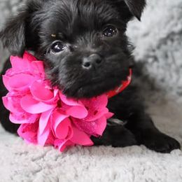 Yorkshire Terriers from Maggie’s babies