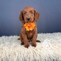 Mesa - Red female Companion Cross puppy in Utah County, Utah from Big Hearted Breeders