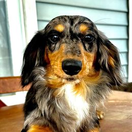 Marcie - Dachshund