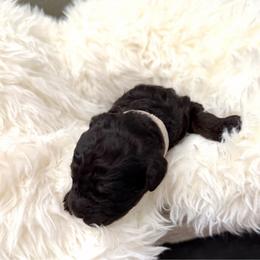 Darius - Phantom male Goldendoodle puppy in Spokane, Washington from Goldendoodles on the Prairie