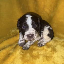 Roanan - Liver white and roan male English Springer Spaniel puppy in Liverpool, Pennsylvania from Breezy Acres Stock & Sporting Dogs