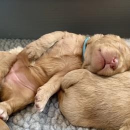 Australian Labradoodle and Labradoodle Puppies from Elite Blend Labradoodles