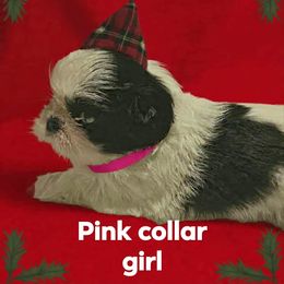 Pink Collar girl - Black and white female Shih Tzu puppy in Woodsfield, Ohio from ROSE LANE SHIH TZUS
