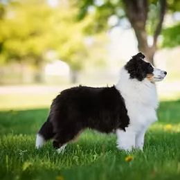 Gisell - Shetland Sheepdog