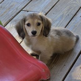 Porthos - Cream male Dachshund puppy in Norwood, Missouri from Madra's Dashing Doxies