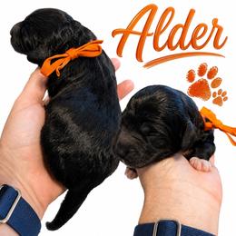 Alder - Black and white male Saint Berdoodle puppy in Garland, Texas from Brewer's Doodles and French Bulldogs