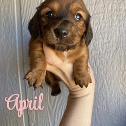 Dachshund Puppies from Long Dog Ranch