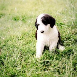 Sheepadoodle Puppies from Life Unleashed Farm