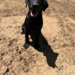 Labrador Retriever Puppies from J and D Retrievers