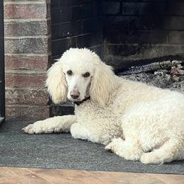 Dolly - Poodle