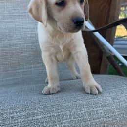 Orange - Yellow male Labrador Retriever puppy in Centreville, Maryland from Barbihaus Kennels
