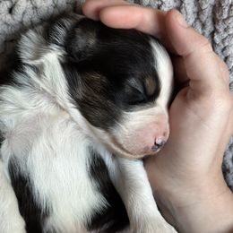 Booker - Black tri-color Australian Shepherd puppy in Polson, Montana from Whiskey River Aussies
