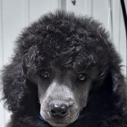 Dachshund and Poodle Puppies from MPB Love Me Tinder Beckham