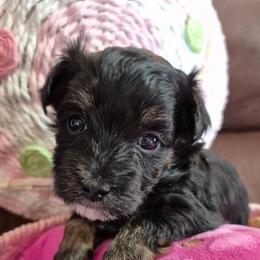 Gigi - Black female Maltipoo puppy in Sidney, Maine from Snow Pond Farm