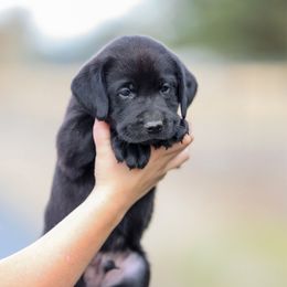 Yellow Boy - Black male Labrador Retriever puppy in Pasco, Washington from Mid-Columbia Labradors