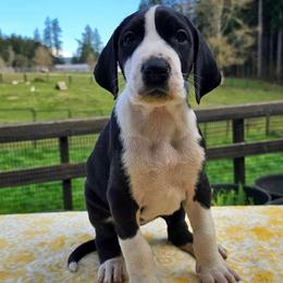Heart - Mantle female Great Dane puppy in Castle Rock, Washington from Uber Alles Great Danes