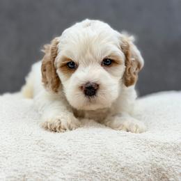 McQueen - Caramel male Australian Labradoodle puppy in Denton, Texas from Liberty Hill Labradoodles