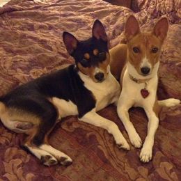 Basenjis from Flutesong Basenjis