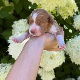 LUPINE - Parti male Goldendoodle puppy in Independence, Oregon from ANKENY DOODLES