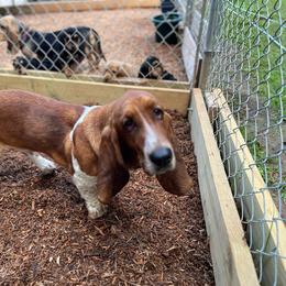 Annie - Basset Hound