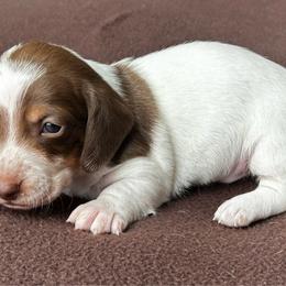 Choc Pie Boy - Chocolate and tan male Dachshund puppy in Giddings, Texas from Big Dream Acres