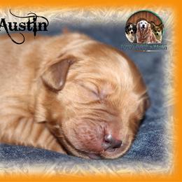 Austin - Dark golden male Golden Retriever puppy in Anson, Texas from Diamond Bar N Ranch