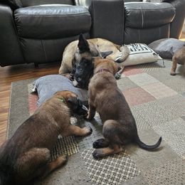 Girl 4 - Fawn female Belgian Malinois puppy in Chesterfield, Virginia from Love Belgian Malinois