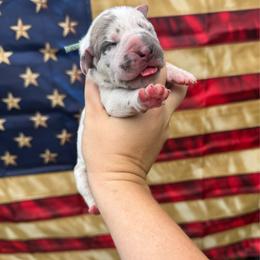 Glory - Harlequin female Great Dane puppy in Rosharon, Texas from Parker's Great Danes