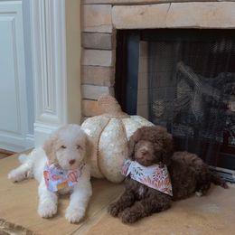 Goldendoodle and Labradoodle Puppies from Oodles of doodles nw ga