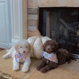 Goldendoodle and Labradoodle Puppies from Oodles of doodles nw ga
