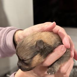 Girl 1 - Orange sable Pomeranian puppy in Grass Lake, Michigan from Chantilly Lace Poms
