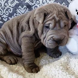 Chinese Shar-Pei Puppies from DCSHARPEI