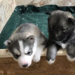 Siberian Husky Puppies from Bralin Siberians