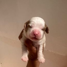 Girl 1 - Blenheim female Cavapoo puppy in Sacramento County, California from Sac-Town Poodles and Doodles