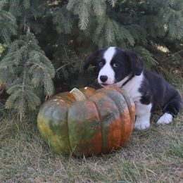 Cardigan Welsh Corgi Puppies from Rowe Family