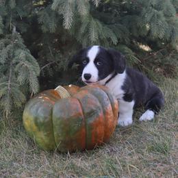 Cardigan Welsh Corgi Puppies from Rowe Family