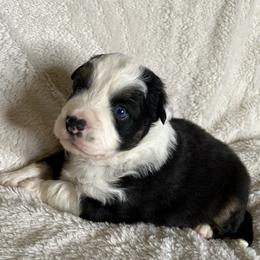 Black Tri Female with Blue Eyes - Black tri female Miniature Australian Shepherd puppy in Taunton, Massachusetts from Checkered Flag Champions Mini Aussies