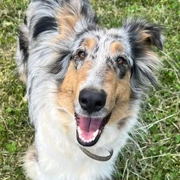 Collies from Loyal Collies’
