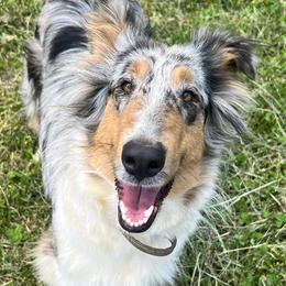 Collies from Loyal Collies’