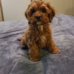 Assorted Doodle Crosses, Cavapoo, Cockapoo, and Poodle Puppies from Doodles by Tatum