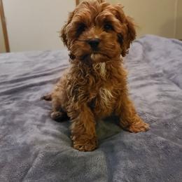 Assorted Doodle Crosses, Cavapoo, Cockapoo, and Poodle Puppies from Doodles by Tatum
