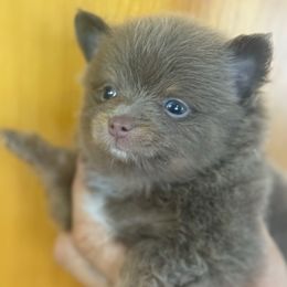 AKC ACE - Lavender male Pomeranian puppy in Wyandotte, Michigan from FAITHOPELOVE POMS KENNELS