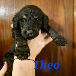 Theo - Phantom male Poodle puppy in New York from Powder Puff Poodles