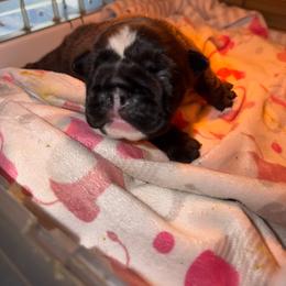 Star - Black tri-color female Bulldog puppy in Hobe Sound, Florida from Amanda’s Bullies