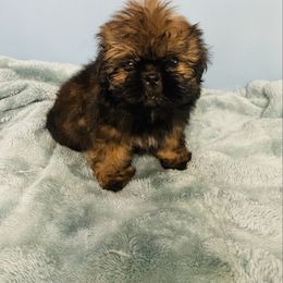 Itty bitty - Sable male Shih Tzu puppy in Hawthorne, Florida from Simply Southern Shihtzus