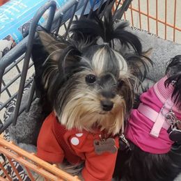 Yorkshire Terriers from Sheena Reid's Small Breeds