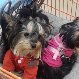 Yorkshire Terriers from Sheena Reid's Small Breeds