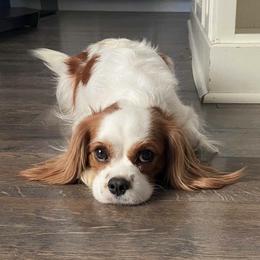 Cavalier King Charles Spaniel All Grown Up from The Gentle Cavalier