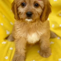 Cavalier King Charles Spaniel, Cavapoo, and Poodle Puppies from Red Skye Cavaliers and Cavapoos